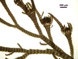 6 – Carposporofiti con filamenti involucrali